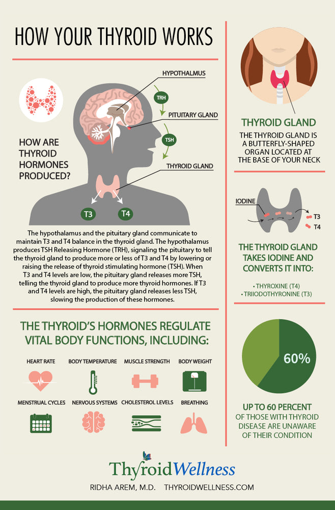 How your thyroid works